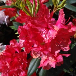Рододендрон гибридный Владислав Ягелло