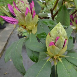 Рододендрон гибридный Лэйт Кисс