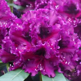 Рододендрон гибридный Драматик Дарк
