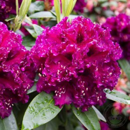 Рододендрон гибридный Драматик Дарк