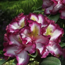Рододендрон гибридный Миднайт Мэджик