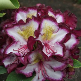 Рододендрон гибридный Миднайт Мэджик