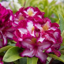 Рододендрон гибридный Миднайт Мэджик
