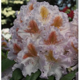 Рододендрон гибридный Маттерхорн