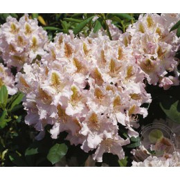Рододендрон гибридный Маттерхорн