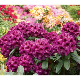 Рододендрон гибридный Рододендронпарк Граль-Мюриц