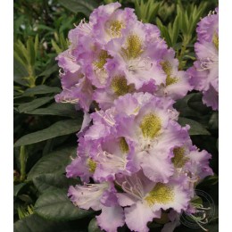 Рододендрон гибридный Вирджиния Делп