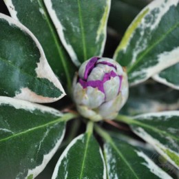 Рододендрон гибридный Анна'с Платинум