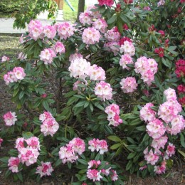 Рододендрон гибридный Бригитта