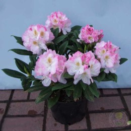 Рододендрон гибридный Бригитта