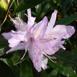 Рододендрон гибридный Бездéз