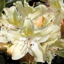 Рододендрон гибридный Жорж Санд