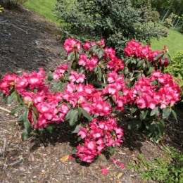 Рододендрон гибридный Хальфдан Лем