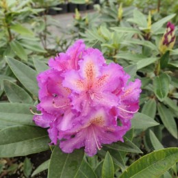 Рододендрон гибридный Кленова