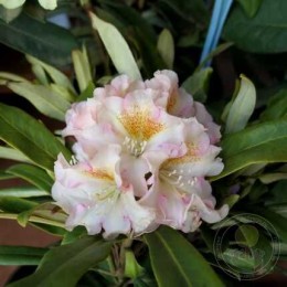 Рододендрон гибридный Кристиан'с Кьют