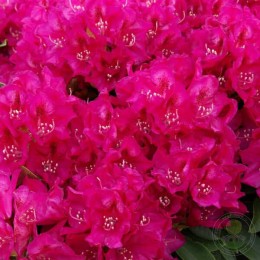 Рододендрон гибридный Ржип