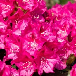 Рододендрон гибридный Ржип