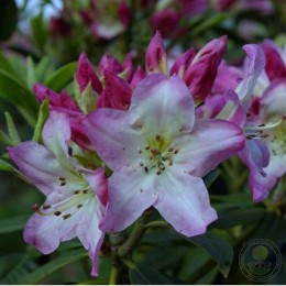 Рододендрон гибридный Швигов