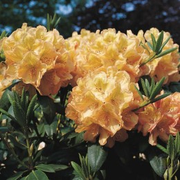 Рододендрон гибридный Бельканто