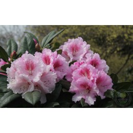 Рододендрон гибридный Кромлауэр Паркперле