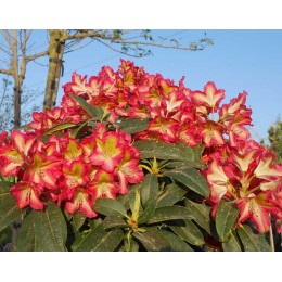 Рододендрон гибридный Рафаэла