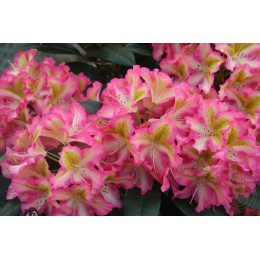 Рододендрон гибридный Рафаэла