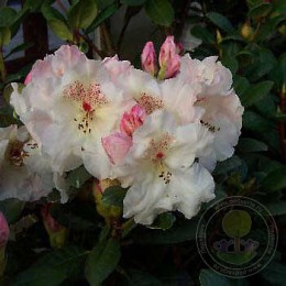 Рододендрон гибридный Гартендиректор Ригер