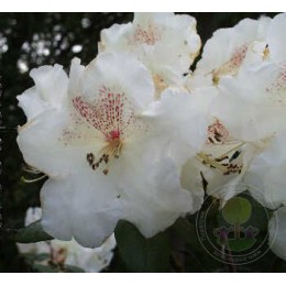 Рододендрон гибридный Гартендиректор Ригер