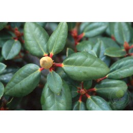 Рододендрон гибридный Гартендиректор Ригер