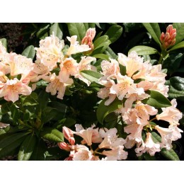 Рододендрон гибридный Глория