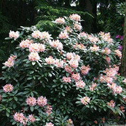 Рододендрон гибридный Глория