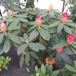 Рододендрон гибридный Андантино