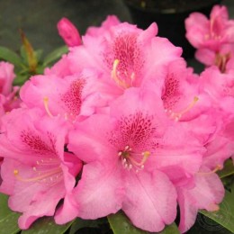 Рододендрон гибридный Клаудиус