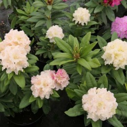 Рододендрон гибридный Котнов