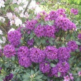 Рододендрон гибридный Пёрпл Сплендор