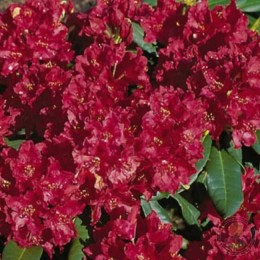 Рододендрон гибридный Ред Импульс