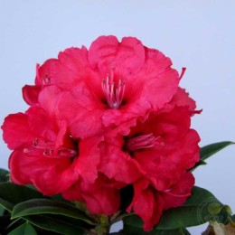 Рододендрон гибридный Ред Джек