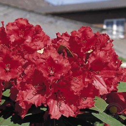 Рододендрон гибридный Ред Джек