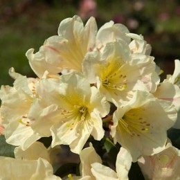 Рододендрон гибридный Зебин