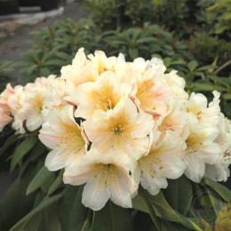 Рододендрон гибридный Зебин