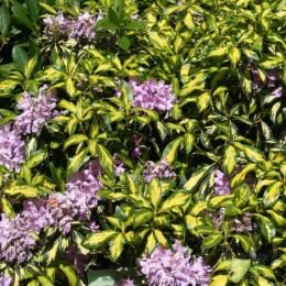 Рододендрон гибридный Блатгольд