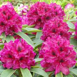 Рододендрон гибридный Брокат