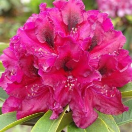 Рододендрон гибридный Брокат