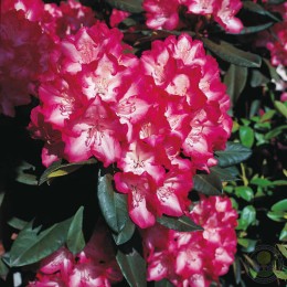Рододендрон гибридный Эрапшн