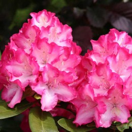 Рододендрон гибридный Эрапшн
