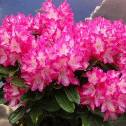 Рододендрон гибридный Эрапшн