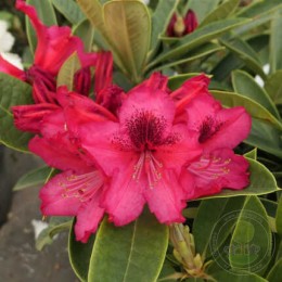 Рододендрон гибридный Европа 93