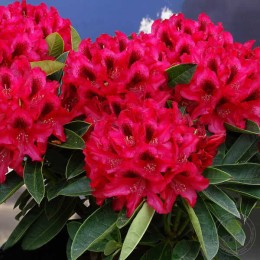 Рододендрон гибридный Европа 93