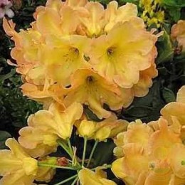 Рододендрон гибридный Макарена