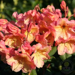 Рододендрон гибридный Макарена